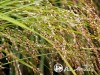 Sora rykštėtoji  ,Sqauw' (lot.  Panicum virgatum)
